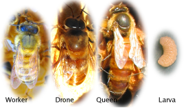 Picture of bees for use as an imagemap